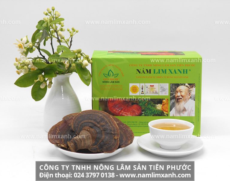 Nấm lim xanh và nấm lim chi liệu có phải là một