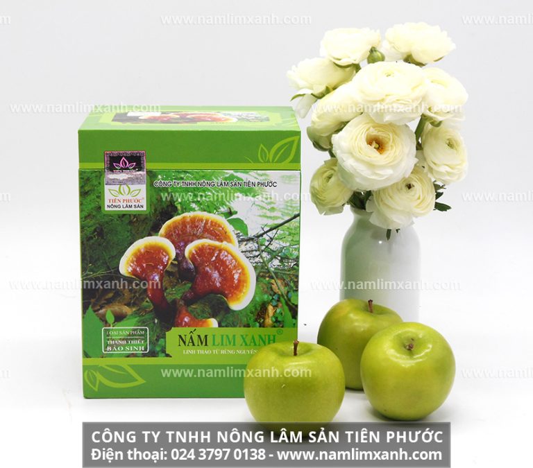 Nấm lim xanh – thảo dược trị bệnh an toàn