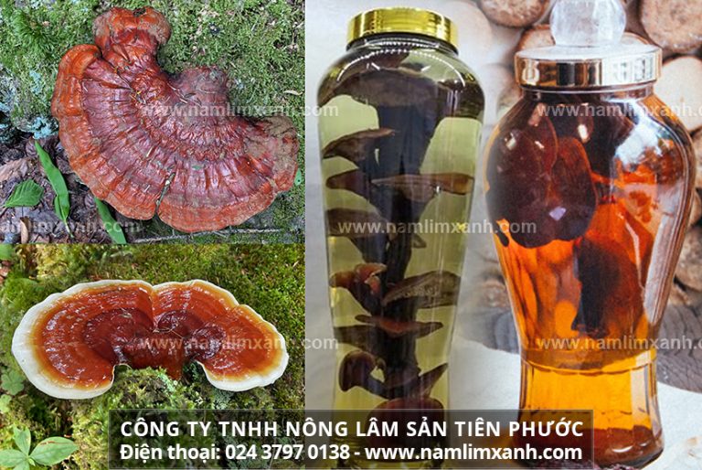 Nấm linh xanh ngâm 45 độ có tác dụng bồi bổ sinh lực phái mạnh.