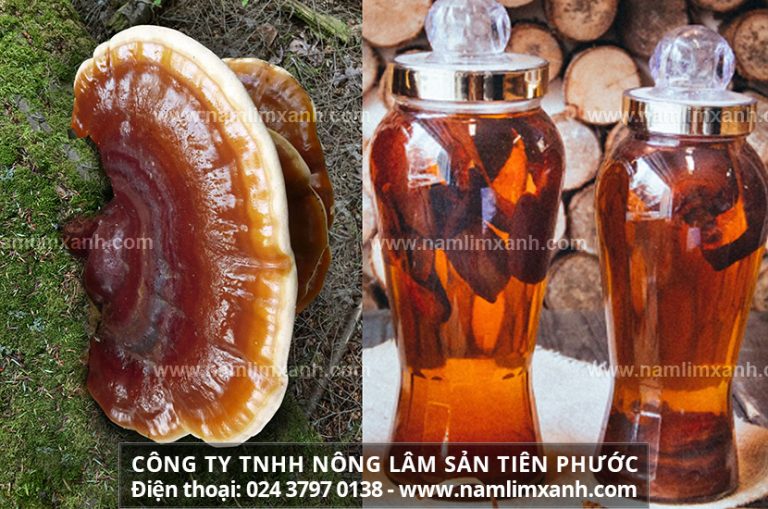 Nấm linh xanh ngâm 45 độ có tác dụng gì?