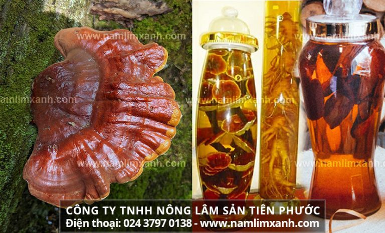 Nấm linh xanh ngâm 45 độ có tốt không