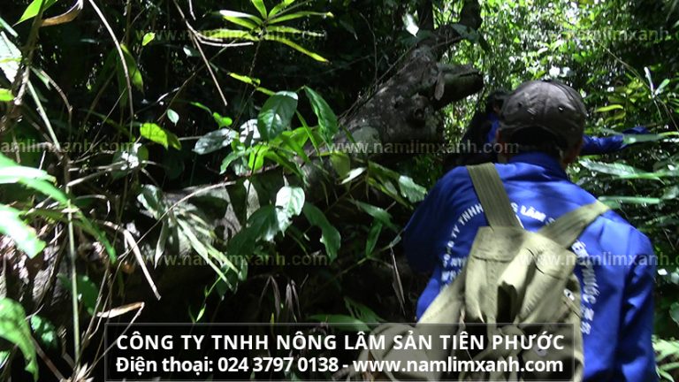 Nấm linh xanh ngâm 45 độ như thế nào là đúng cách