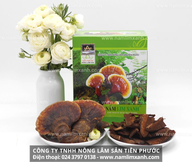 Nguồn gốc nấm lim xanh ở Lào 