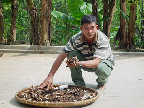 Nguyễn Đình Hoa bán nấm lim xanh có thực sự chất lượng