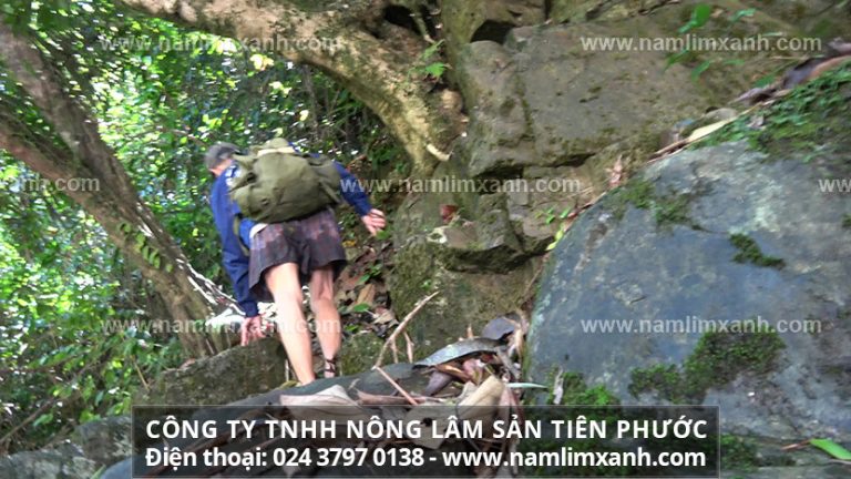 Những lưu ý khi uống nấm lim xanh