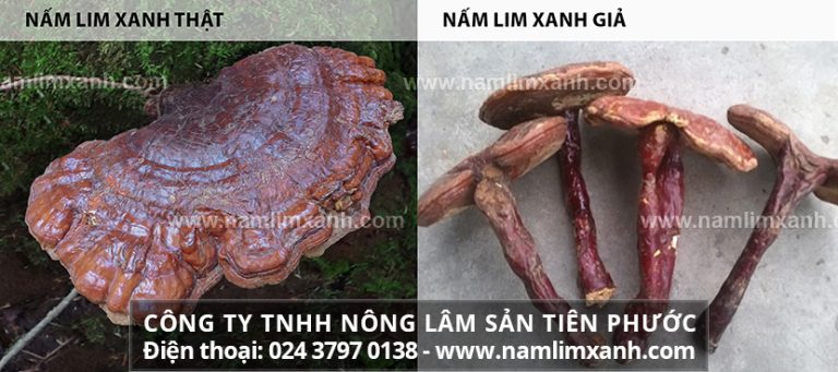 Phân biệt nấm lim xanh thật giả qua hình ảnh nấm lim