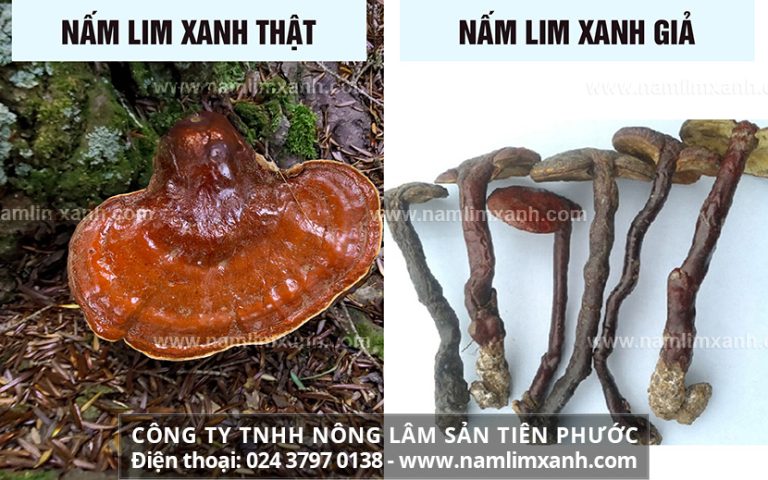 Phân biệt nấm lim xanh thật giả và địa chỉ mua nấm lim xanh uy tín