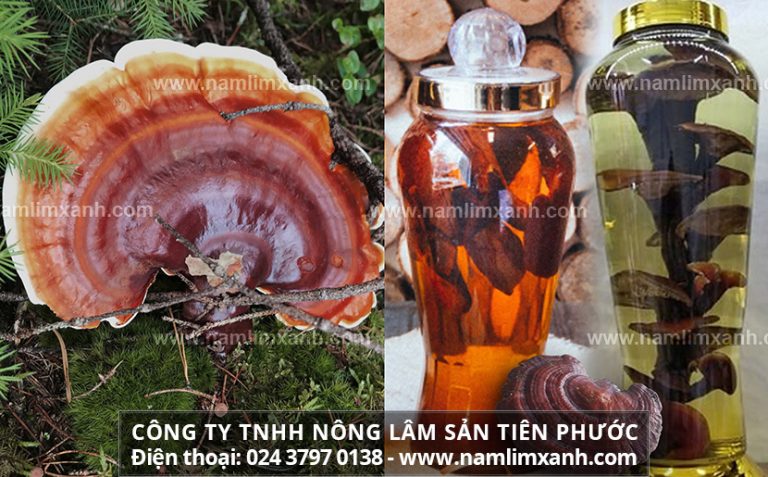 Rượu nấm lim xanh có tác dụng gì và cách ngâm hiệu quả