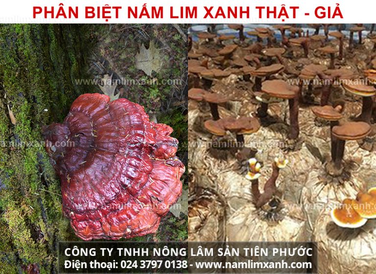 So sánh hình ảnh cây nấm linh xanh tự nhiên và nấm trồng