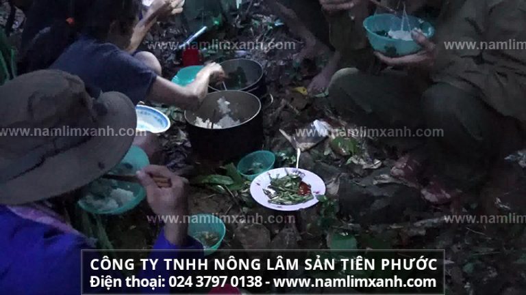 Sử dụng nấm linh xanh như thế nào để giúp lành bệnh hiệu quả