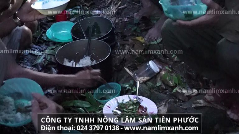 Tác dụng của nấm lim xanh với sức khỏe