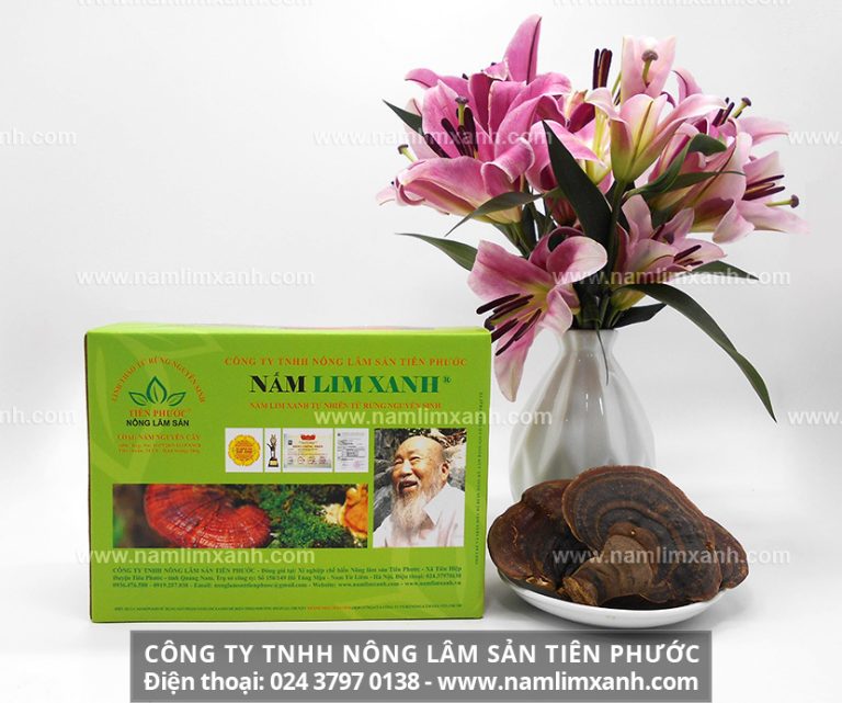 Thông tin về nấm lim xanh và công dung chữa bệnh của nấm lim như thế nào