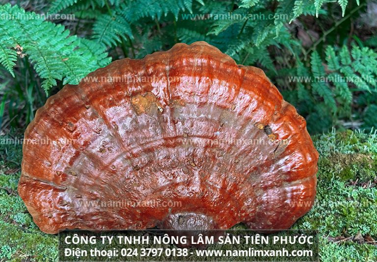 Thực hư nấm lim có phải là nấm linh chi không