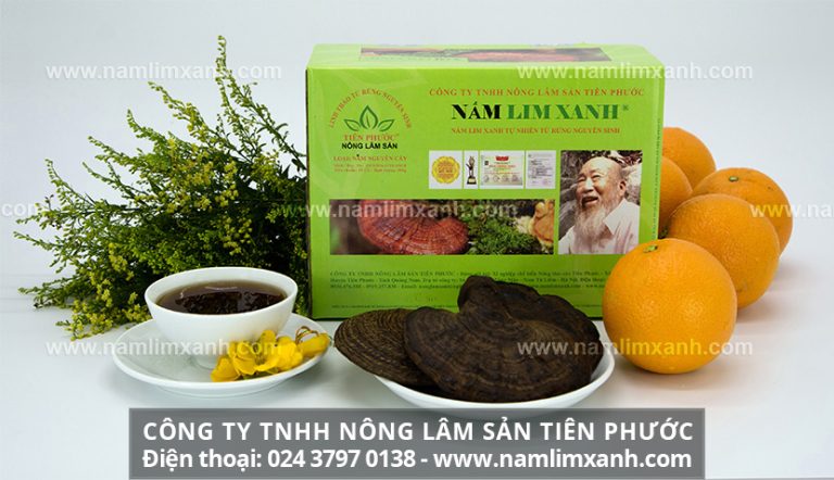 Tìm hiểu nấm lim xanh Tiên Phước và nơi mua nấm lim xanh uy tín