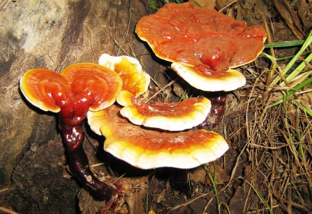 giá bán nấm linh xanh