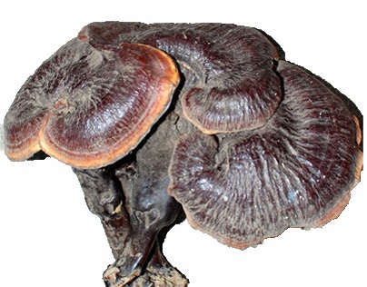 Giá trị của các công cụ khác nhau
