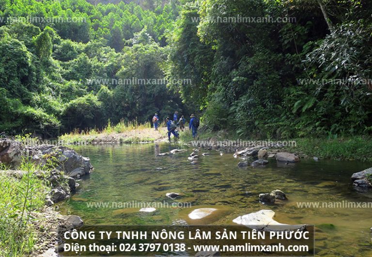 nấm lim xanh có tác dụng ngăn ngừa tế bào ung thư phát triển