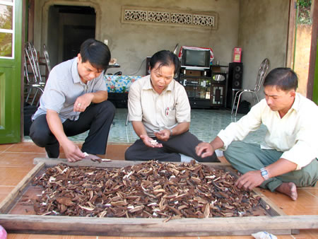 Nấm lim xanh Nguyễn Hoa