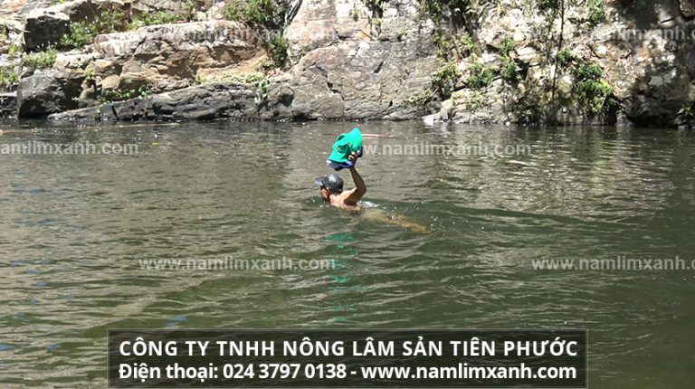 Công ty TNHH Nấm lim xanh Việt Nam là tổng đại lý phân phối toàn quốc sản phẩm nấm lim xanh Tiên Phước chế biến theo phương pháp gia truyền của Công ty TNHH Nông lâm sản Tiên Phước.