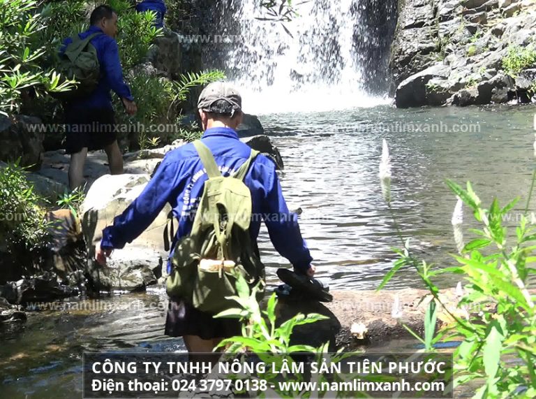 Đại lý bán nấm lim xanh tại Trà Vinh cung cấp sản phẩm nấm lim xanh rừng tự nhiên