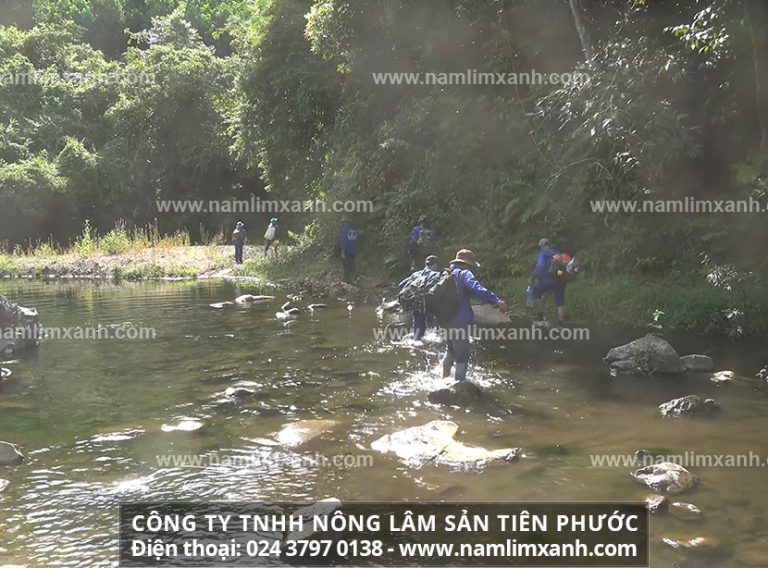 Địa chỉ bán nấm lim xanh Tiên Phước chính hãng tại Nghệ An