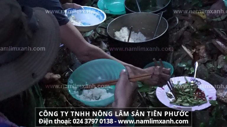 Địa chỉ đại lý bán nấm lim xanh Tiên Phước ở Tuyên Quang