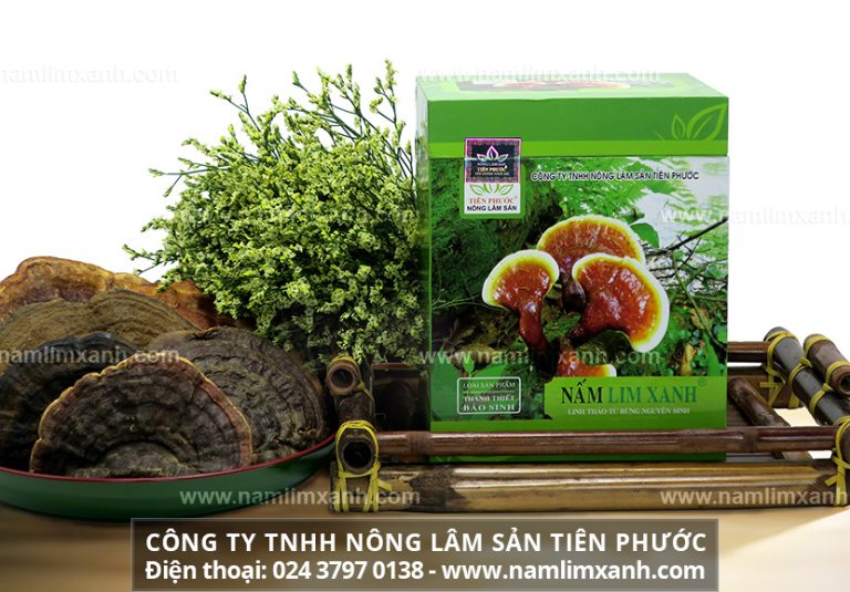 Nấm lim mua ở đâu tốt nhất tại Trà Vinh chuẩn giá bán nấm lim xanh Quảng Nam