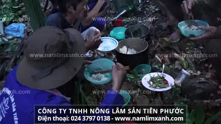 Nấm lim xanh Tiên Phước chế biến theo phương pháp gia truyền