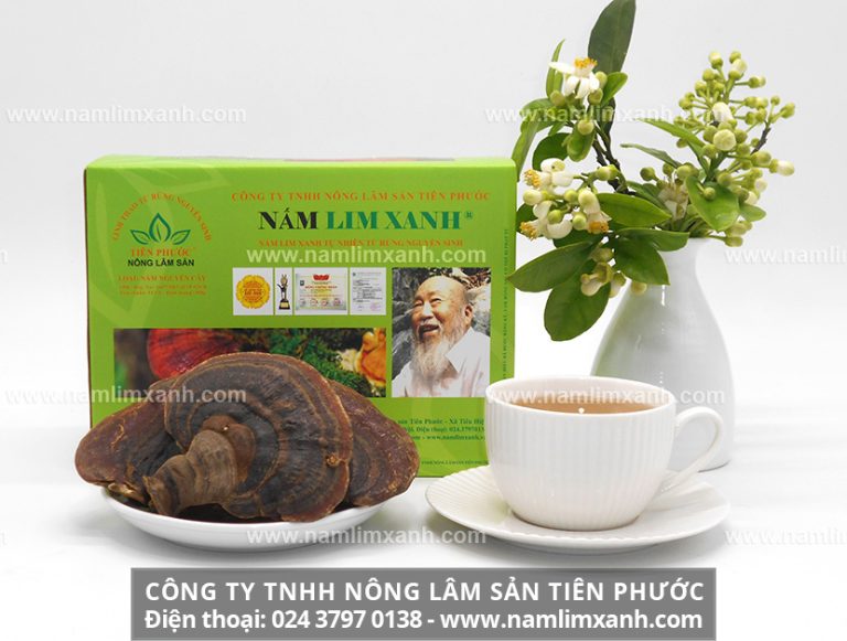 Nấm lim xanh rừng tự nhiên Quảng Nam