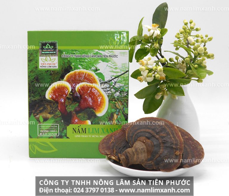 Nấm lim xanh rừng tự nhiên Tiên Phước được chế biến theo phương pháp gia truyền