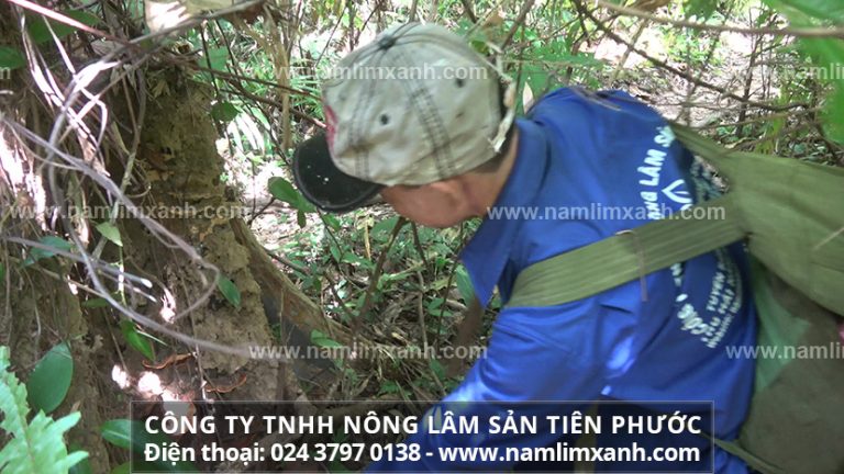 Nấm lim xanh rừng tự nhiên bán tại Bình Phước