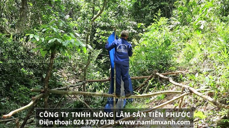 Nơi bán nấm lim xanh uy tín tại Hà Nội uy tín, chất lượng