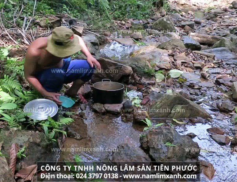 Sản phẩm nấm lim xanh Tiên Phước được bán trong các đại lý ủy quyền chính thức tại Quảng Ngãi