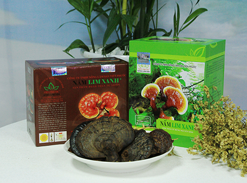 Sản phẩm nấm lim xanh gia truyền từ nấm lim rừng Tiên Phước