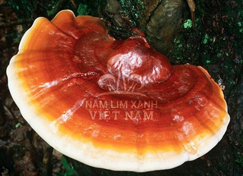 Nấm lim xanh và địa chỉ bán nấm lim xanh được nhiều người quan tâm