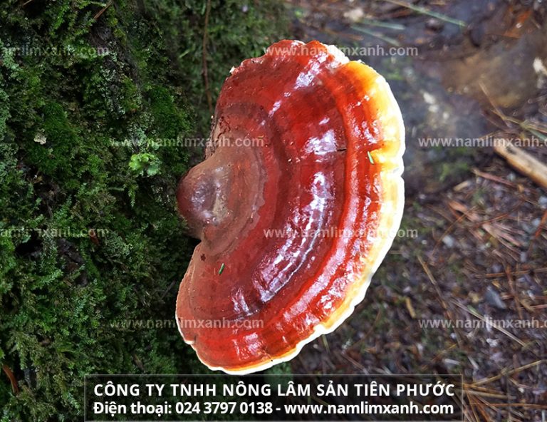 Nấm lim xanh hỗ trợ làm hết ung thư phổi hiệu quả như thế nào