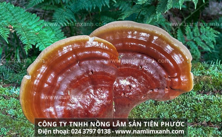 Uống nấm lim xanh hàng ngày hỗ trợ làm hết ung thư thận hiệu quả