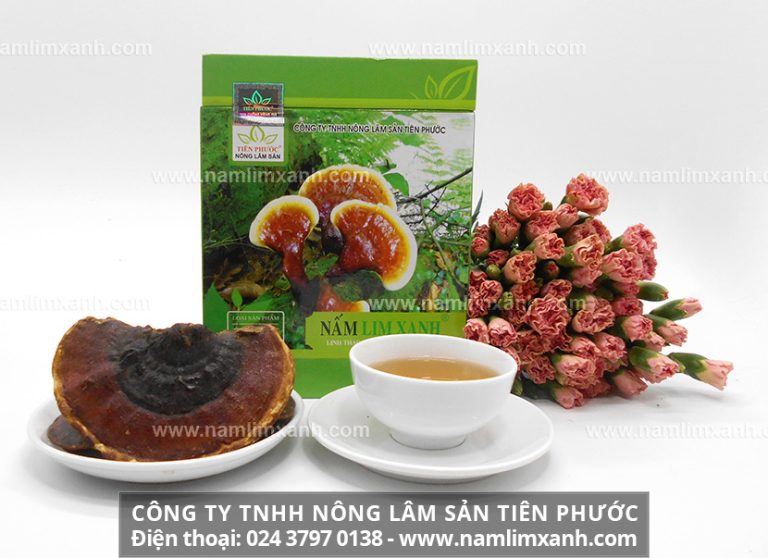 Tác dụng nấm lim xanh giúp lành ung thư có đúng không