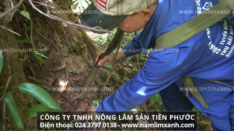 Công dụng nấm linh xanh Phòng và giúp hết ung thư vú, ung thư tuyến tiền liệt hiệu quả.