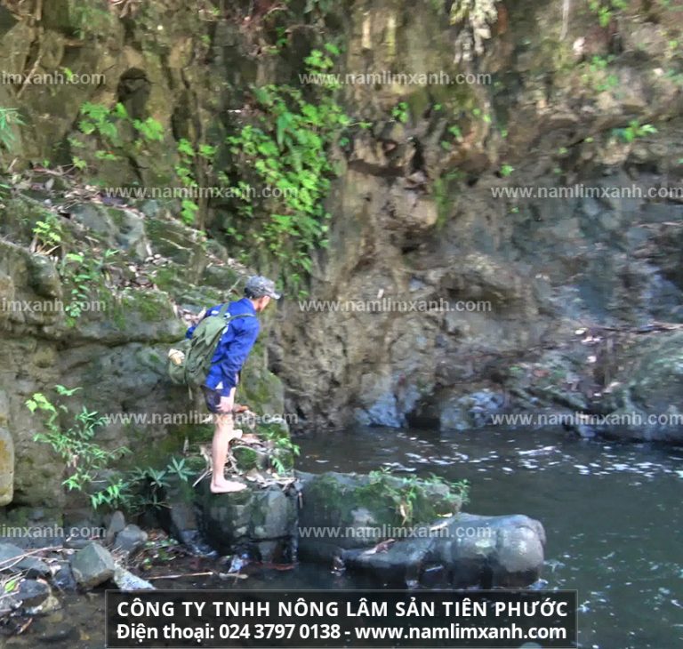 Nấm lim xanh làm hết bệnh có lâu không