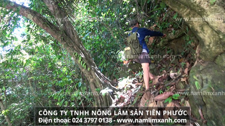 Nấm lim xanh làm hết ung thư vòm họng