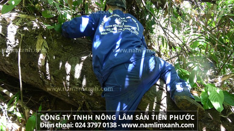 Nấm lim xanh mọc trên cây lim xanh trong rừng nguyên sinh