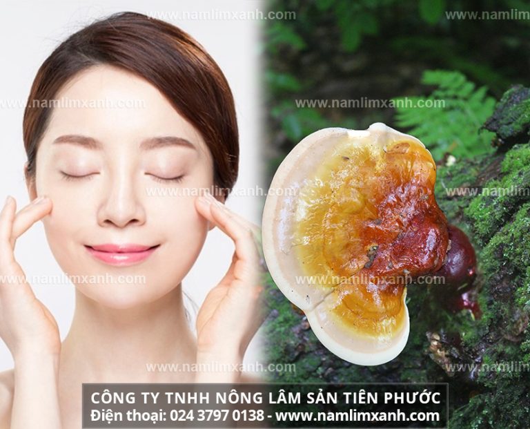 Nấm lim xanh trị mụn có an toàn không và tác dụng nấm lim xanh làm đẹp da