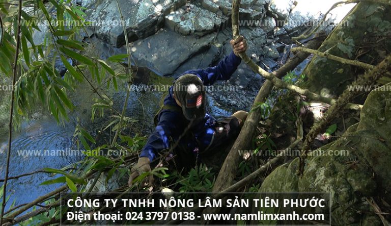 Nguyên nhân làm tổn thương gan và cách sử dụng nấm lim xanh chữa viêm gan