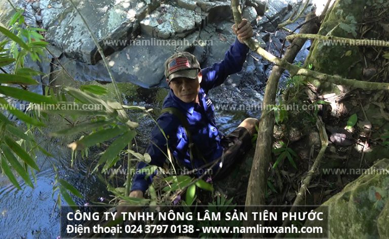 Nấm lim làm lành ung thư gan là phương pháp làm hết bệnh hiệu quả mà bạn không nên bỏ qua.