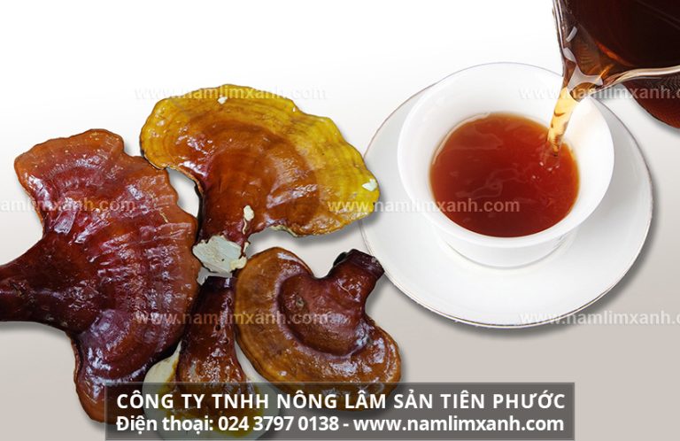 Hãm trà nấm lim xanh như thế nào và cách làm đẹp bằng nấm lim xanh