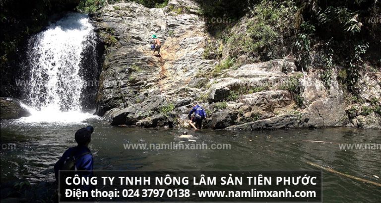 Hành trình thu hái nấm lim xanh thật trong tự nhiên