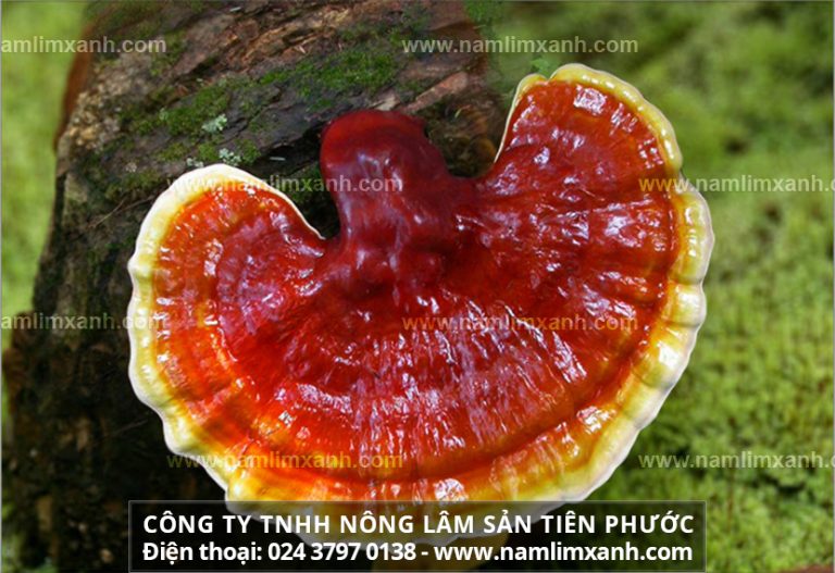 Nấm lim có tác dụng gì trong hỗ trợ điều trị ung thư