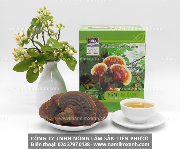 Nấm lim xanh Tiên Phước được chế biến theo phương pháp gia truyền hỗ trợ điều trị bệnh ung thư hiệu quả