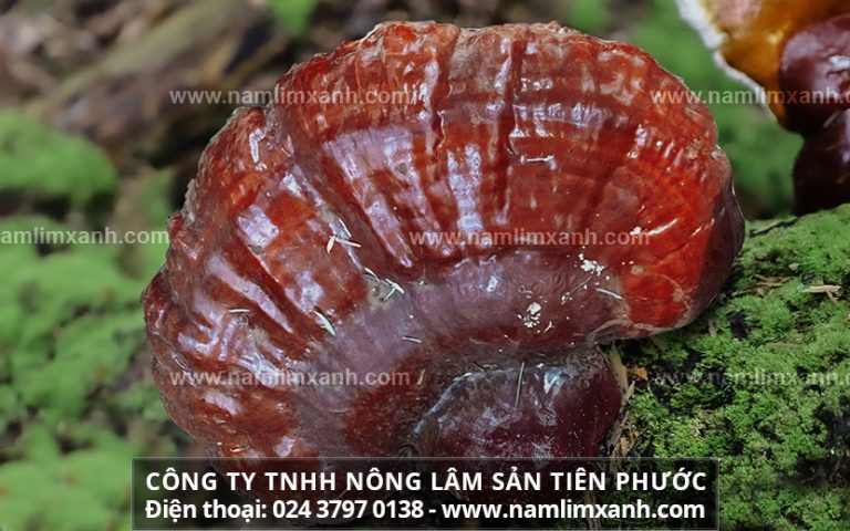 Nấm lim xanh loại đã qua chế biến hỗ trợ điều trị bệnh ung thư hiệu quả